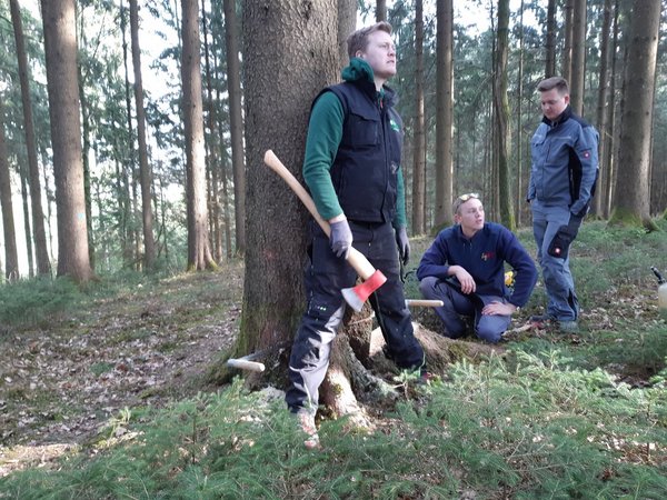 Maibaum umschneiden